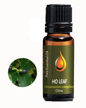 Ho Leaf (Cinnamomum camphora)
